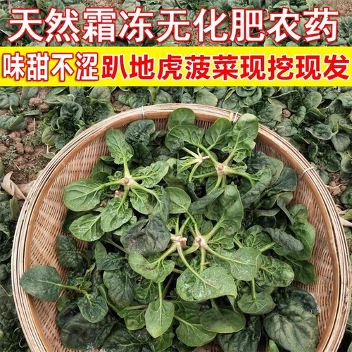 现挖蔬菜农村露天霜冻打菠菜趴地菠菜矮脚土菠菜新鲜红根菠菜包邮