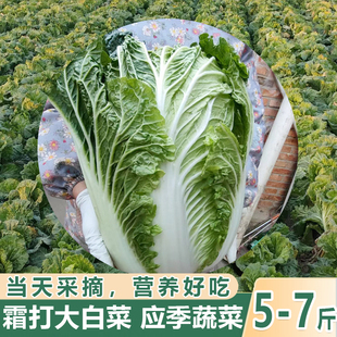 农村自家种霜冻大白菜黄心白菜新鲜蔬菜包邮