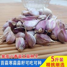 紫皮大蒜种子瓣苔寒蒜独头蒜红根蒜苗苔笨蒜种子香蒜川蒜包邮