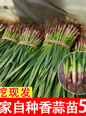 现挖新鲜青蒜苗红皮青梗大蒜苗红根蒜苗本地蒜苗新鲜蔬菜3斤5斤