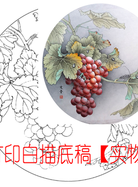 工笔画打印底稿葡萄团扇斗方初学者白描宣纸过稿DY玄关表箱装饰