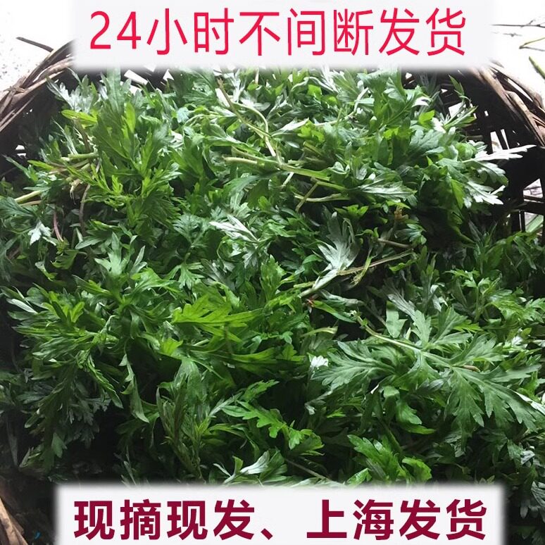 上海艾草新鲜食用蔬菜现摘清明草粑粑青团艾叶新鲜艾草叶当季蔬菜