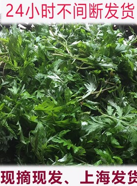 上海艾草新鲜食用蔬菜现摘清明草粑粑青团艾叶新鲜艾草叶当季蔬菜