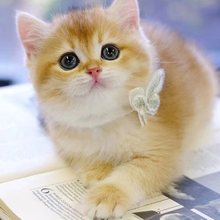 金渐层德文米努特拿破仑英短猫咪布偶猫幼猫矮脚公猫母猫活物活体