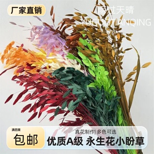 小盼草永生小盼草灵动永生花干花花束家居装饰北欧风摆件风动草
