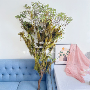 黄金苔藓枝老树藤苔藓枯藤森系造景装饰天然树枝摆件室内造景装饰