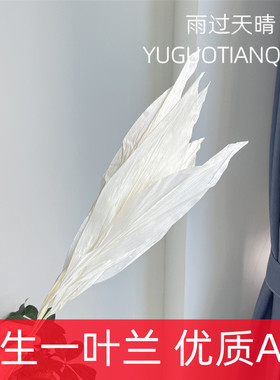 一叶兰永生一叶兰干花永生花白色叶片花艺设计家居软装花材插花