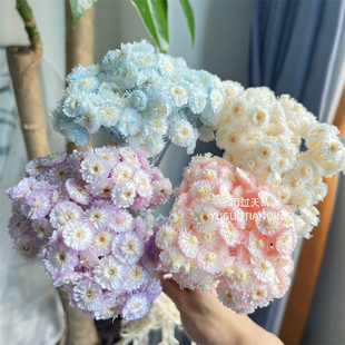 黄蜡菊永生花大地农园小蜡菊永生花千层菊插花ins风小众轻奢花材