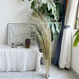 天然芦苇草干花垂吊型花材地面花材装饰芦苇叶干花插花侘寂风草花