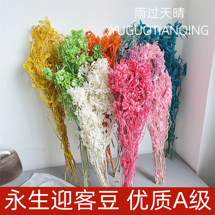 永生迎客豆永生花蝴蝶花干花婚礼花艺白色美陈场景布置年宵花瓶插