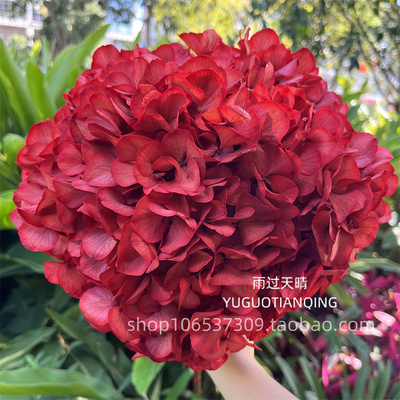 优质A级永生花大叶绣球