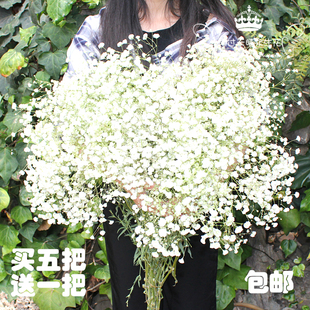 满天星天然干花花束云南小干花枝真花永生花DIY客厅装 饰生日礼物