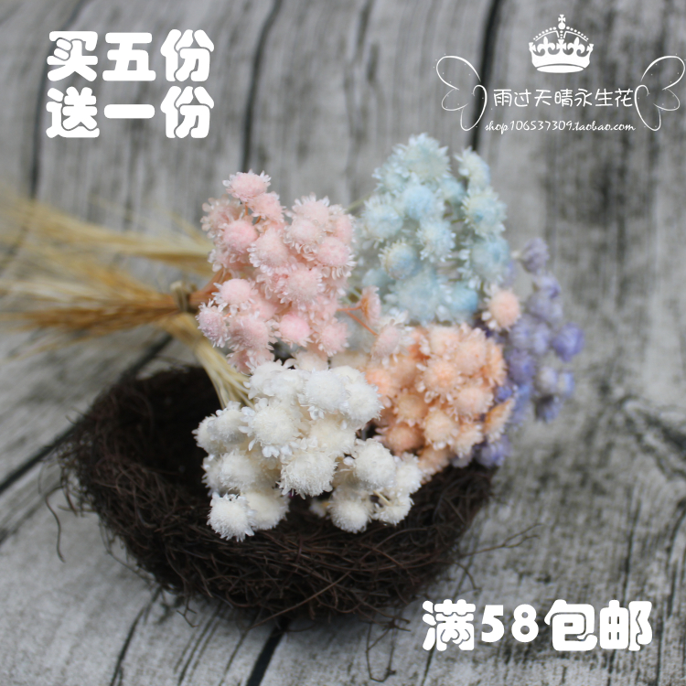 【天星菊】永生花DIY材料滴胶干花小雏菊巴西小菊小星花拍摄道具