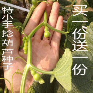 20粒正宗特小手捻葫芦种子籽美国迷你阳台花盆栽文把玩草里铁包金