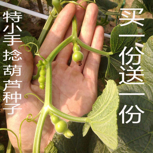正宗迷你手把小葫芦籽文玩葫芦籽
