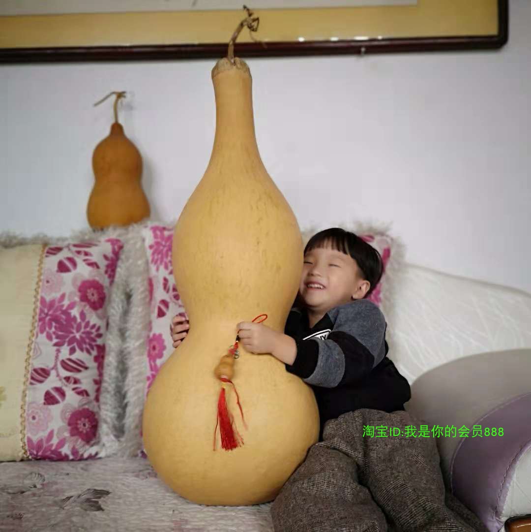 天然特大葫芦种子超级八宝大号亚腰观赏巨型葫芦籽  手捻烙画文玩