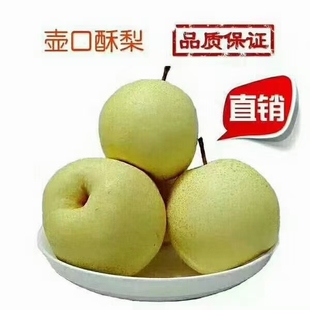 2025壶口酥梨 宜川酥梨 秋季梨子二级果