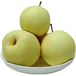 正宗壶口酥梨 砀山梨 秋梨 壶口特产陕北特产 礼盒装