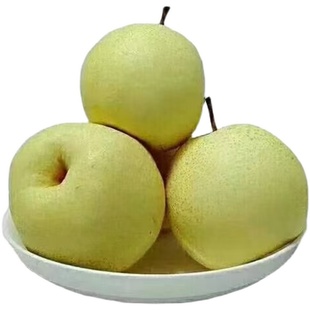 宜川酥梨壶口酥梨 秋梨 砀山梨 壶口特产 新鲜水果