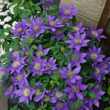 铁线莲（啤酒）矮生大道多季开花丰花多头耐寒耐热盆栽地栽