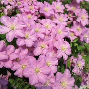 铁线莲包查德伯爵夫人三类单瓣大花爆花新手推荐地栽精品