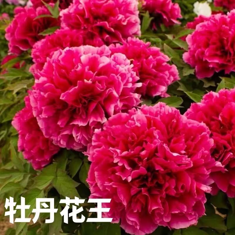 花王牡丹树 玫红色重瓣大花室内阳台庭院盆栽花卉