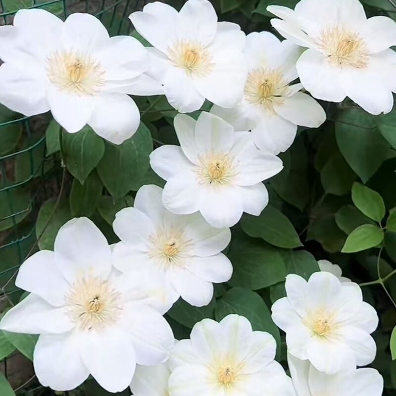铁线莲【格恩西岛】白色爬藤花室内阳台庭院盆栽地栽攀援花卉