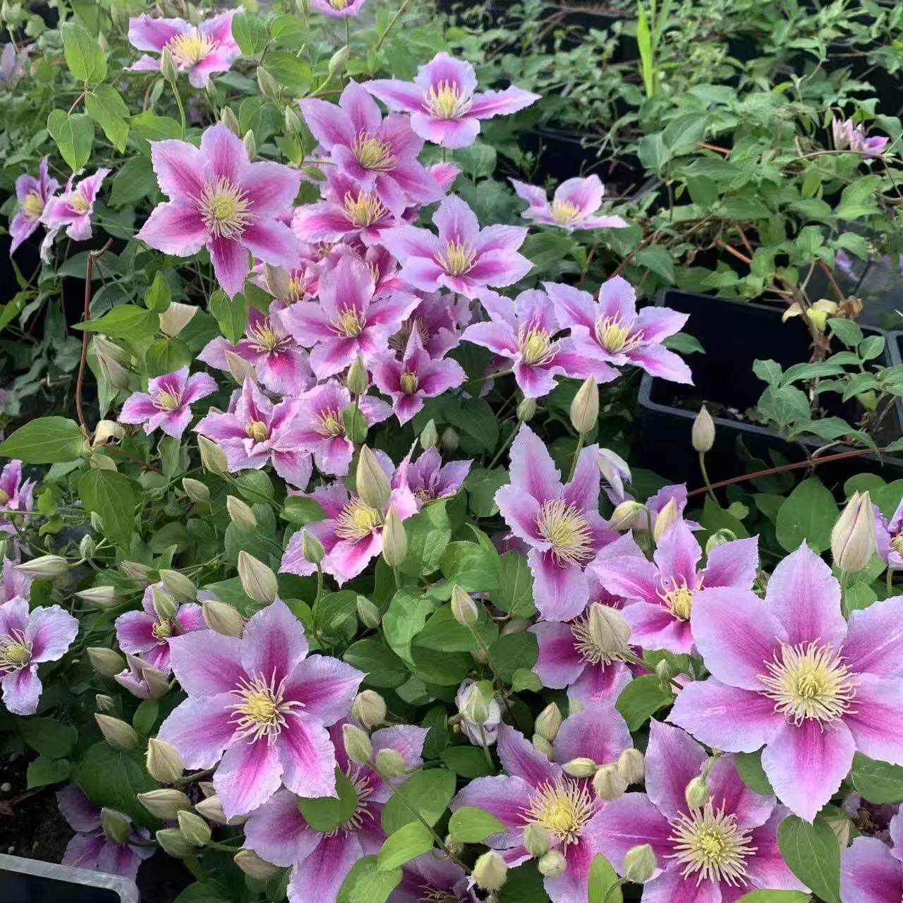 铁线莲  小鸭小苗  二类晚花多季开花耐寒耐热阳台庭院盆栽花卉