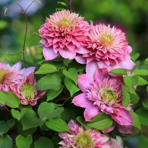 重瓣铁线莲大苗盆栽庭院四季爬藤