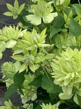 铁线莲 薄荷 绿色重瓣丰花多头耐寒耐热室内阳台庭院盆栽花卉