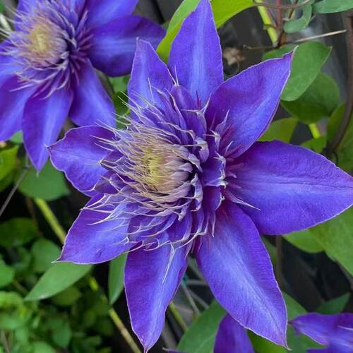 铁线莲多蓝二类早花大花耐寒耐热 室内阳台庭院盆栽花卉四季开花