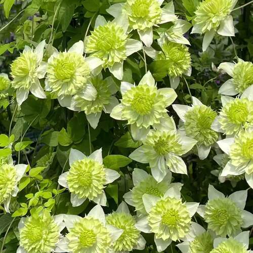 铁线莲小绿二类花大花多季节开花适合地栽爬藤速度快 - 封面