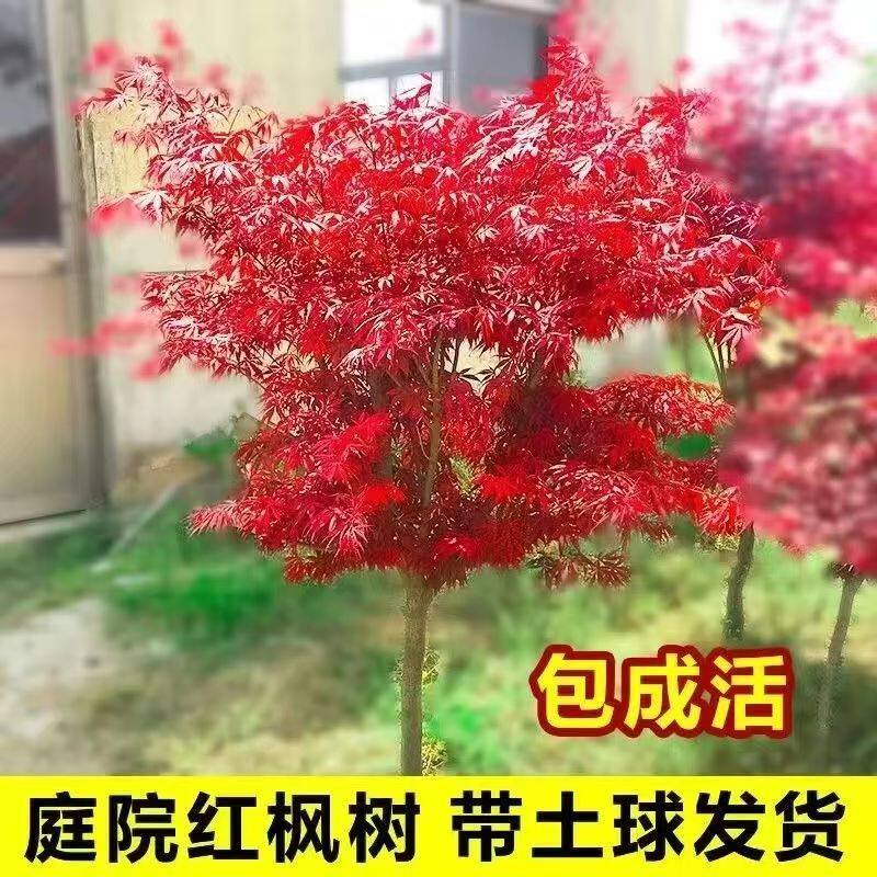 正宗红枫树四季红室外枫叶中国红枫日本红枫庭院风景树地栽耐寒