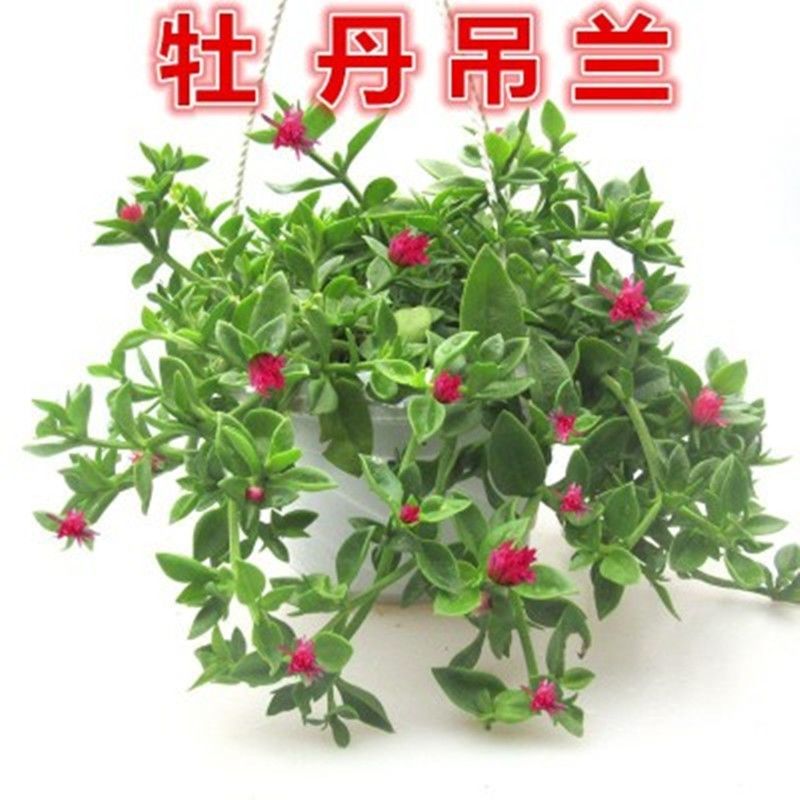 牡丹吊兰 玫瑰吊兰食用室内外好养耐寒耐旱四季常青四季开花垂吊