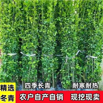 北海道黄杨树苗庭院围墙冬青耐寒大叶植物万年青丛生四季长青绿篱