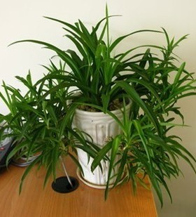 青叶吊兰植物盆栽花卉盆景室内绿植兰花苗万年青绿色水培植物包邮