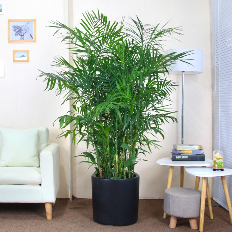 夏威夷竹子盆栽四季常青绿植客厅室内净化空气大型植物凤尾竹椰子