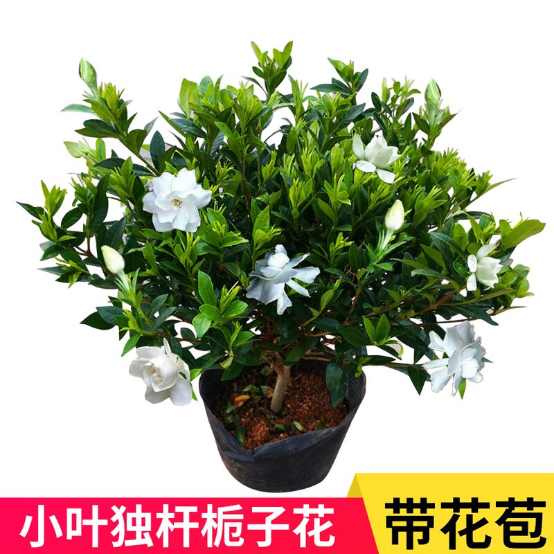 栀子花盆栽小叶独杆栀子花树苗大叶牡丹盆景浓香型带花苞花卉绿植