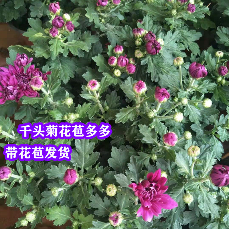 千头菊花苗盆栽庭院四季绿植荷兰雏菊万寿九月菊波斯菊带花苞发货图片