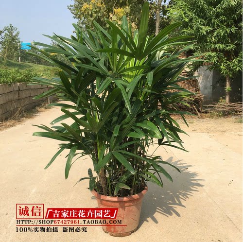 招财树棕竹盆栽室内绿植棕榈苗耐旱耐热植物室外盆景四季常青绿化