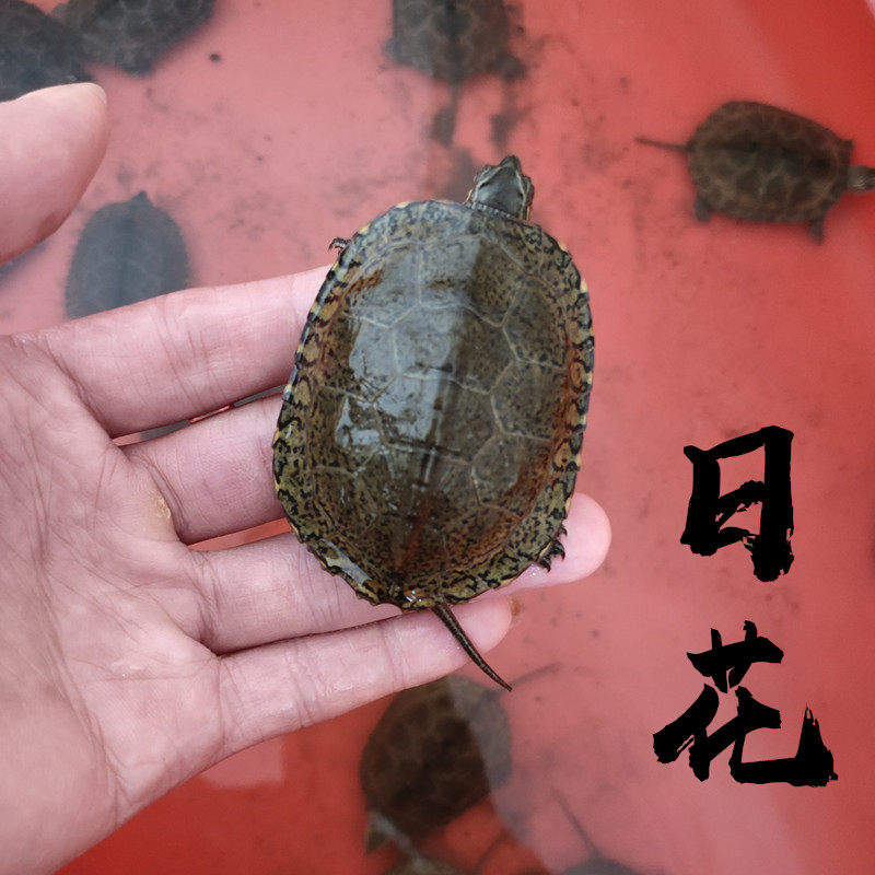 全品日本石龟日石杂草龟活体宠物招财观赏乌龟冷水小乌龟开食包邮