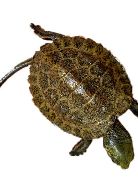 纯种日本石龟活物日石龟苗活体宠物龟招财观赏冷水网红小乌龟苗子