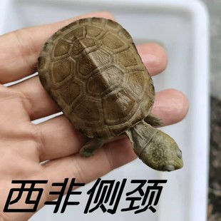 活体乌龟西非侧颈龟苗仰泳西非猪沼泽龟活物吃鱼缸粪便笑脸深水龟