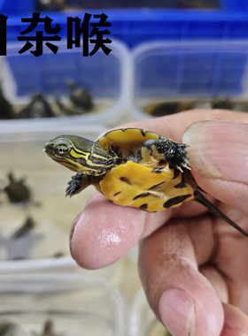 乌龟活物日本石龟杂喉日石杂喉龟宠物龟网红小龟苗活体日杂青龟苗