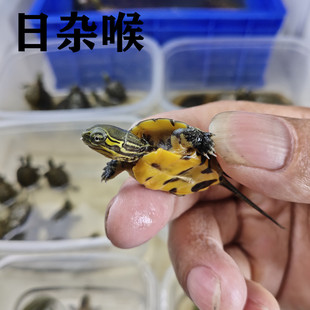 乌龟活物日本石龟杂喉日石杂喉龟宠物龟网红小龟苗活体日杂青龟苗