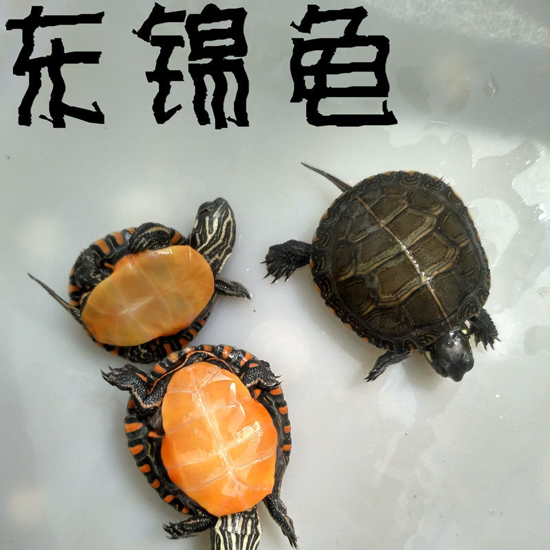 东锦龟头苗活体西锦龟巴西龟黄耳龟格来德彩龟火焰龟甜甜圈龟全品