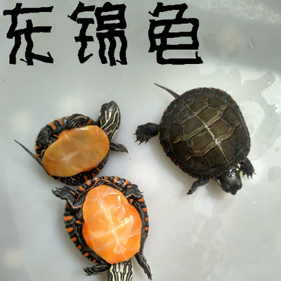 东锦龟头苗活体西锦龟巴西龟黄耳龟格来德彩龟火焰龟甜甜圈龟全品