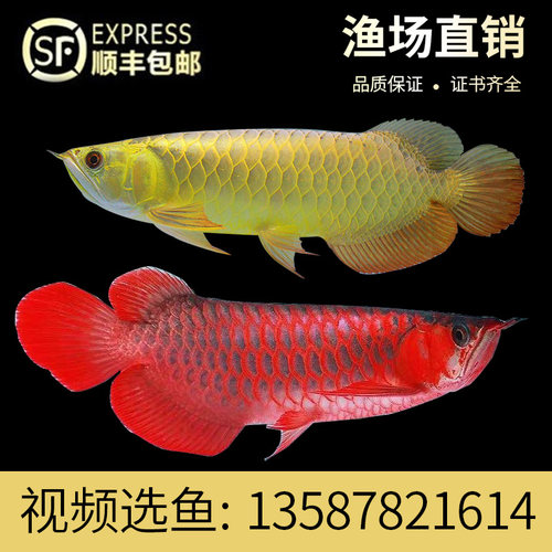 金龙鱼印尼活体幼苗红龙鱼