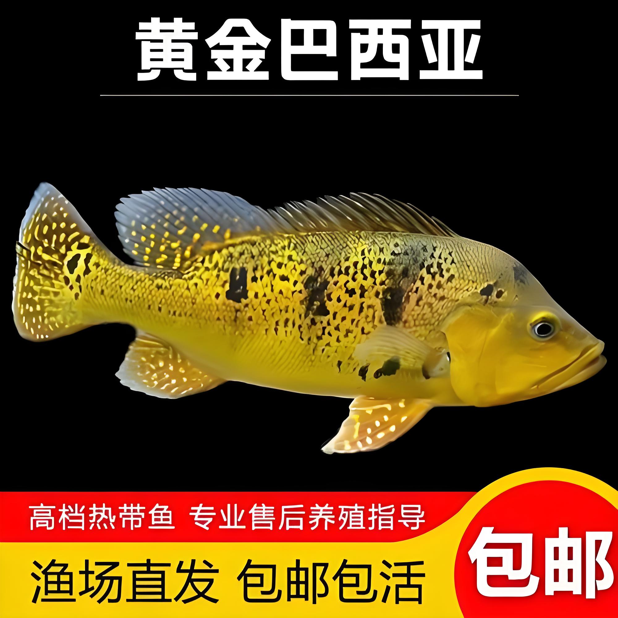 巴西亚鱼黄金皇冠三间虫纹巴西亚鱼