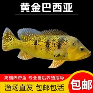 巴西亚鱼黄金皇冠三间虫纹巴西亚佛歌三间鱼热带鱼淡水鱼